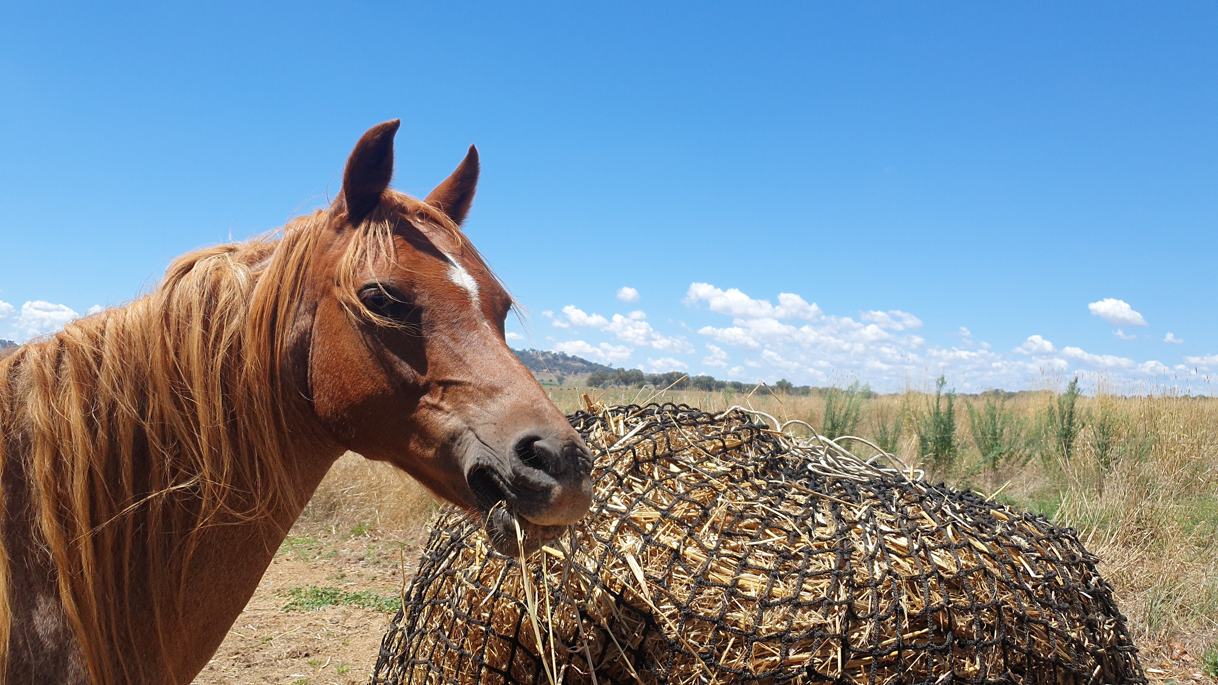 All Slow Feed Round Bale Nets GutzBusta® Slow Feed Hay Nets