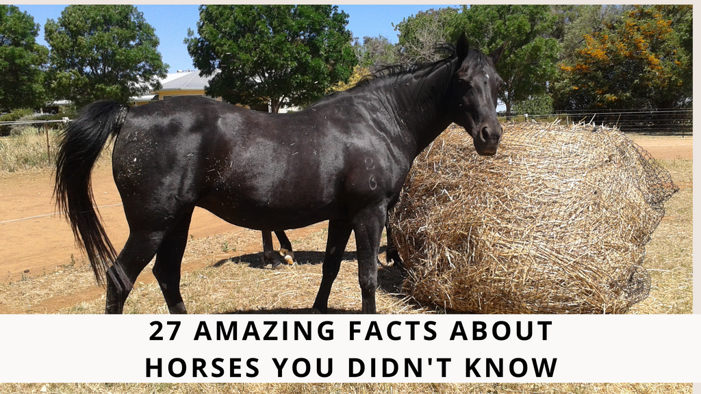 6 Amazing Facts About Your Horse's Face