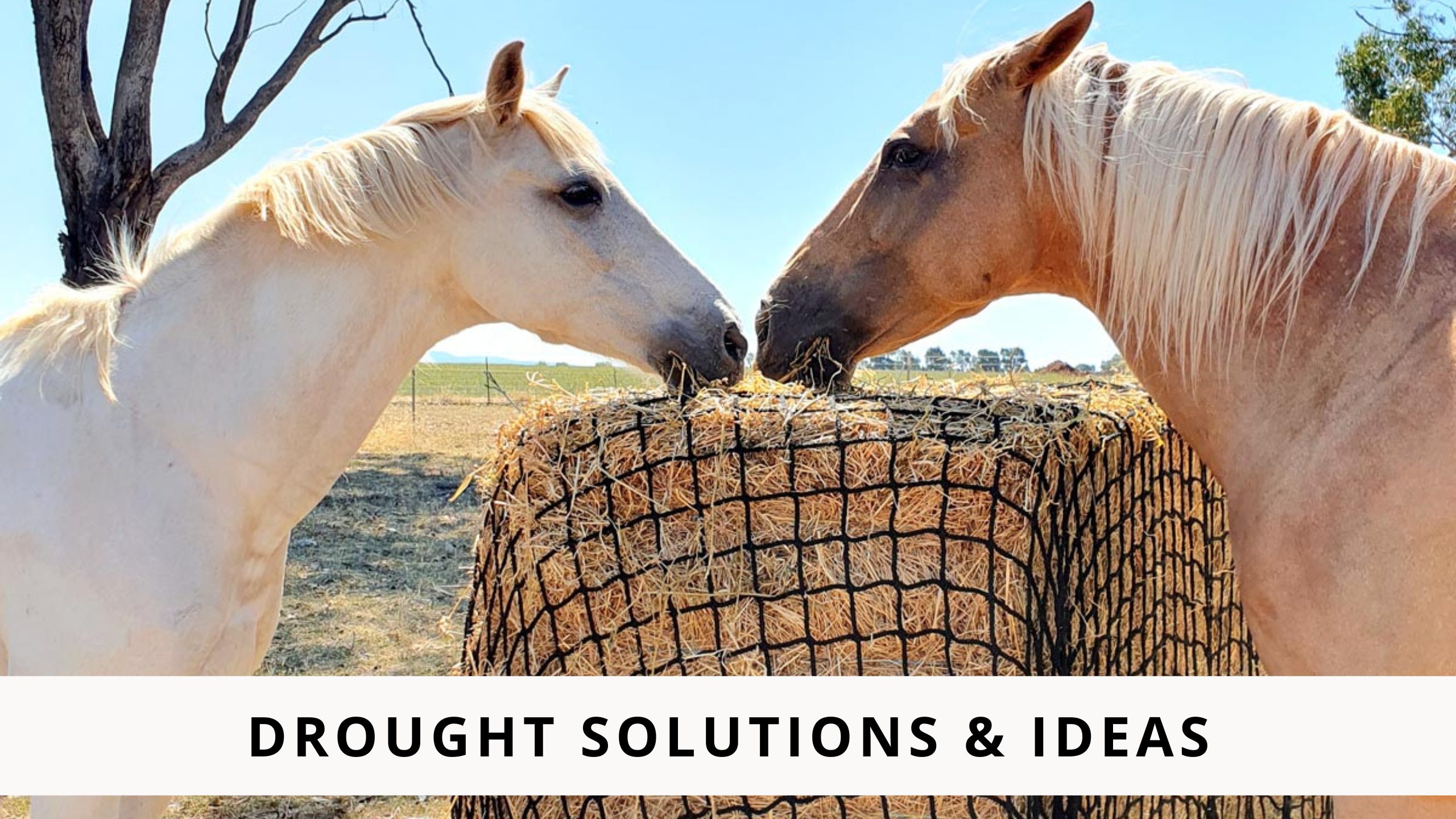 Hay Drought Solutions and Ideas – GutzBusta® Slow Feed Hay Nets