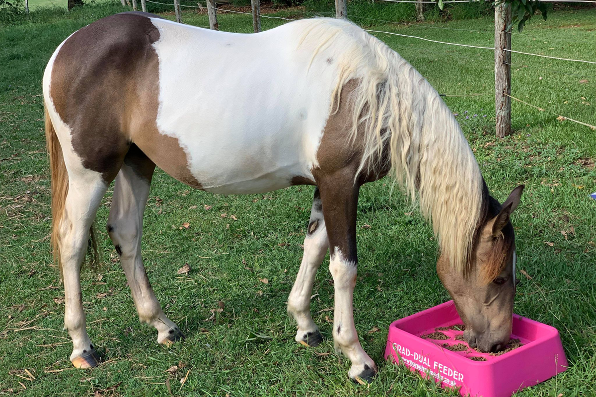 Grad-Dual Feeder- Pink 