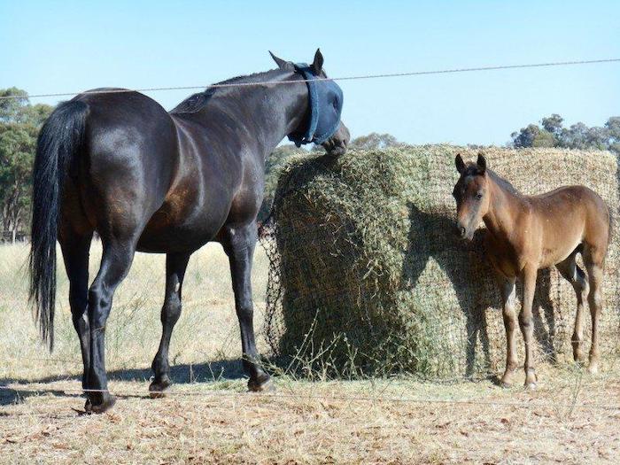 GutzBusta® Knotted - Large Bales 8x3x3 and 8x4x3