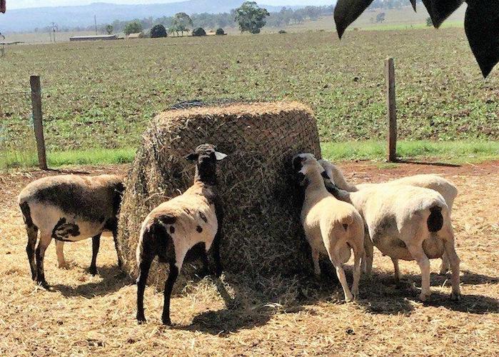 Knotted Hay Nets - 5'x4' Round Bale – GutzBusta® Slow Feed Hay Nets