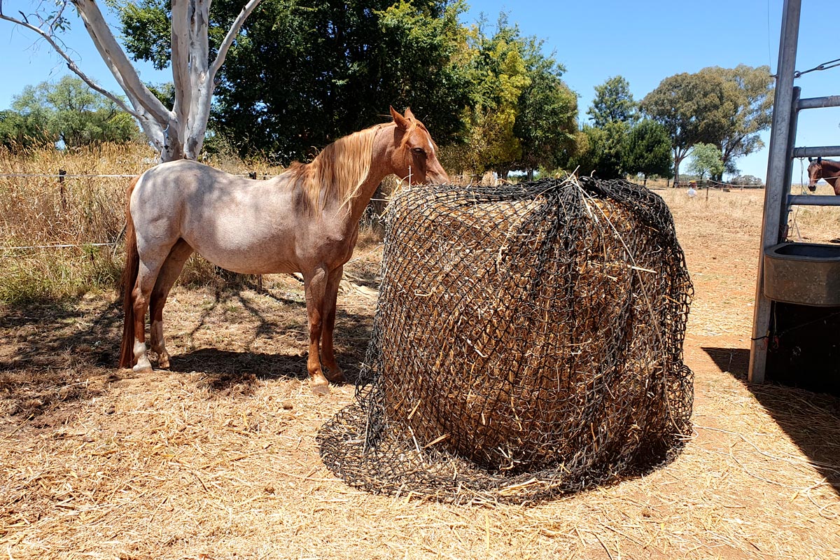 Ed Hay Knotless Hay Nets - 4'x4' Round Bale – GutzBusta® Slow Feed Hay Nets