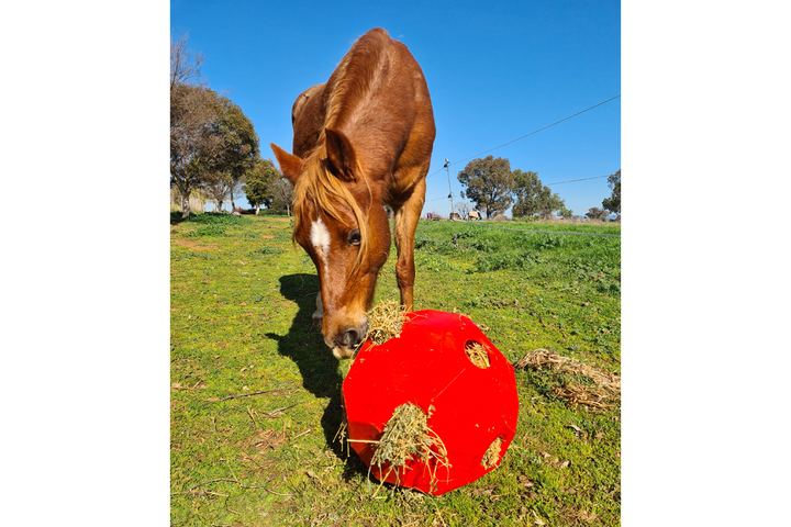 Parallax Hay Play Ball- Red