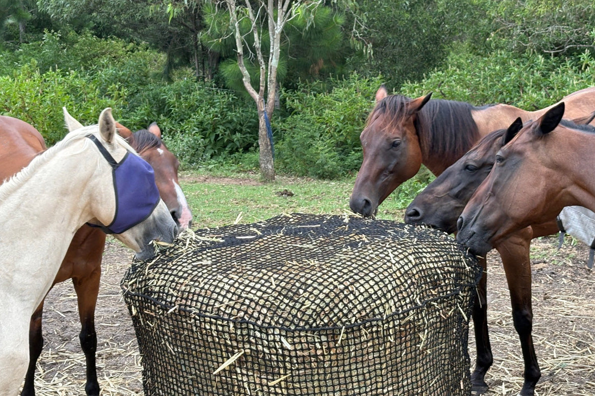 Hay Net Knotless Hay Nets - 4'x4' Round Bale – GutzBusta® Slow Feed Hay Nets