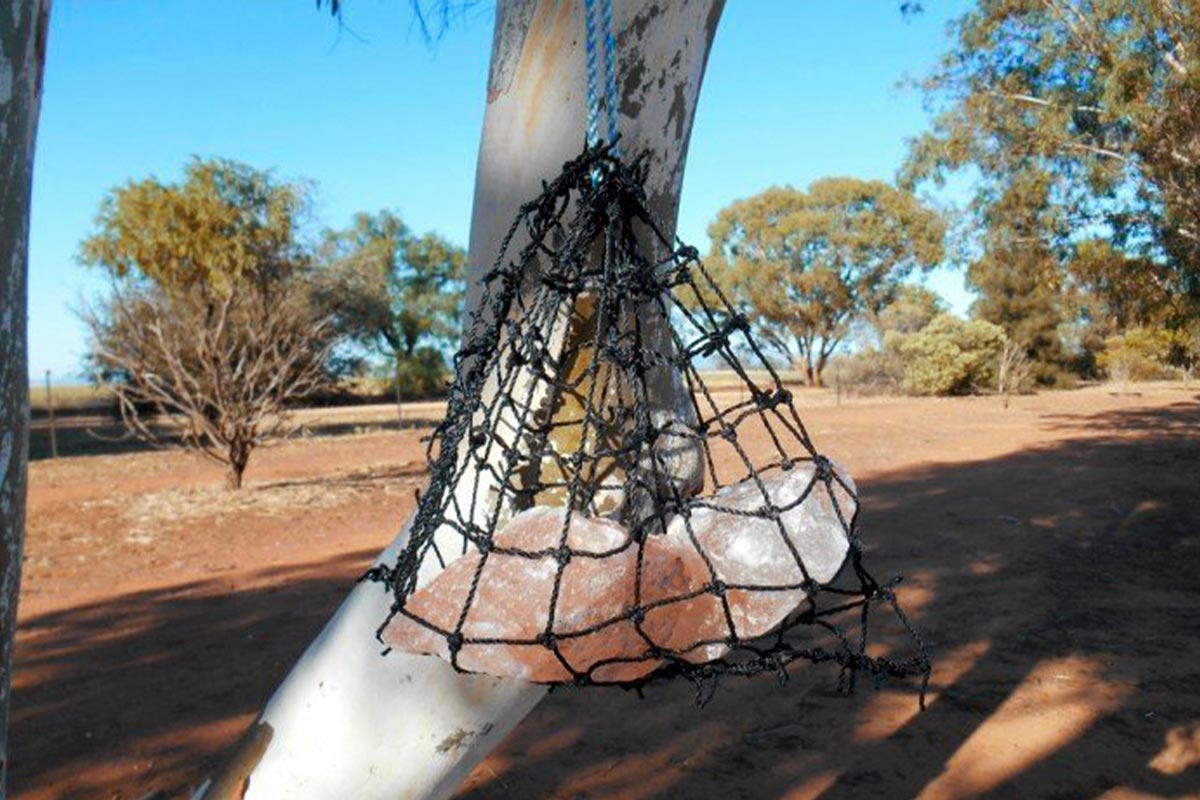 GutzBusta Lick Net Only (No salt)