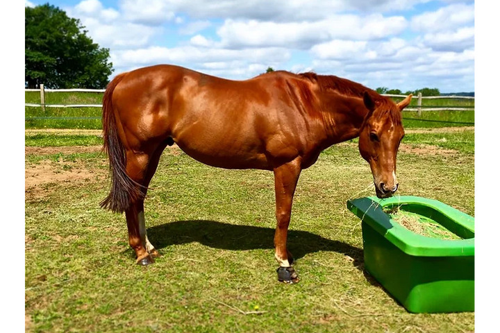 PARALLAX THE HAY SAVER with horse